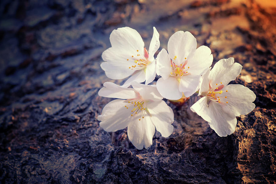 Spring Photograph - A Blossom Melody by Iryna Goodall