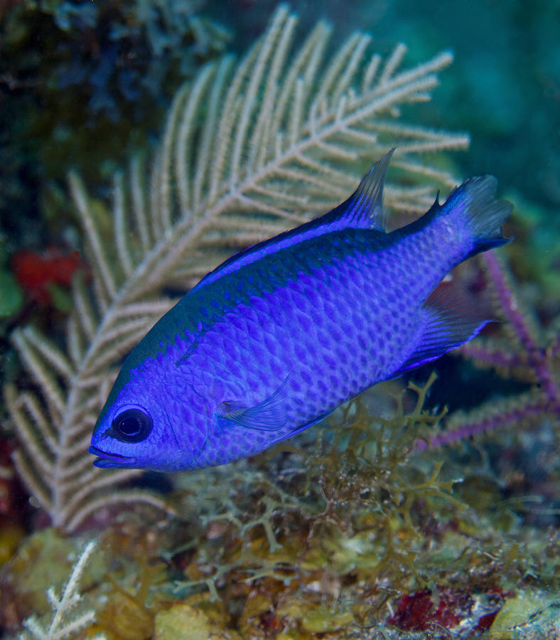 A Blue Chromis Swims Into The Current Photograph by Michael Wood