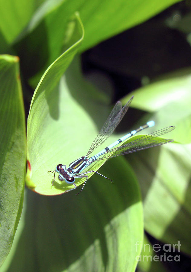 Nature Photograph - A blue dragonfly by Ausra Huntington nee Paulauskaite