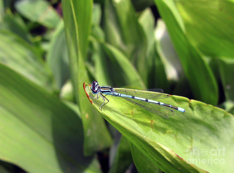 Nature Photograph - A blue dragonfly profile by Ausra Huntington nee Paulauskaite