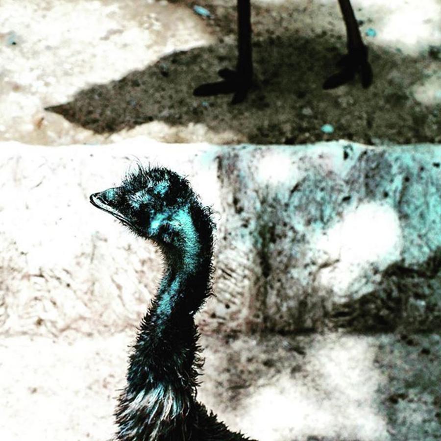 Emu Photograph - A Blue Emu by Aleck Cartwright