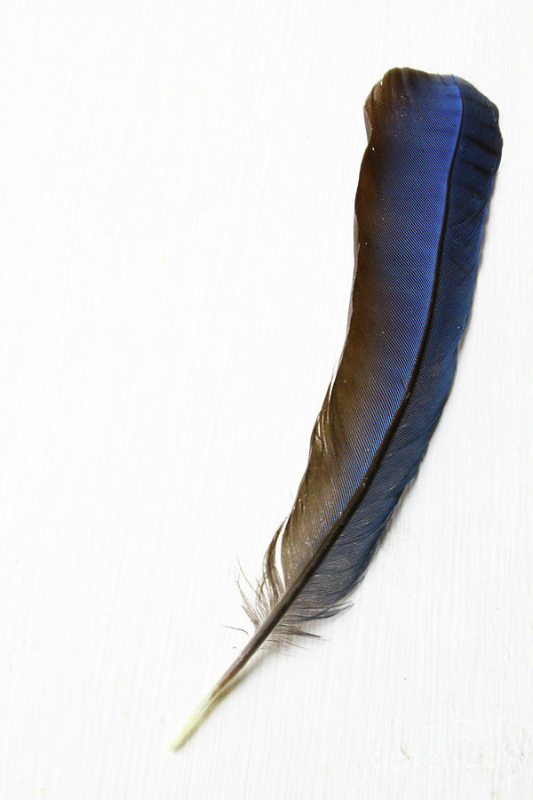 Nature Photograph - A Blue Feather by Masako Metz