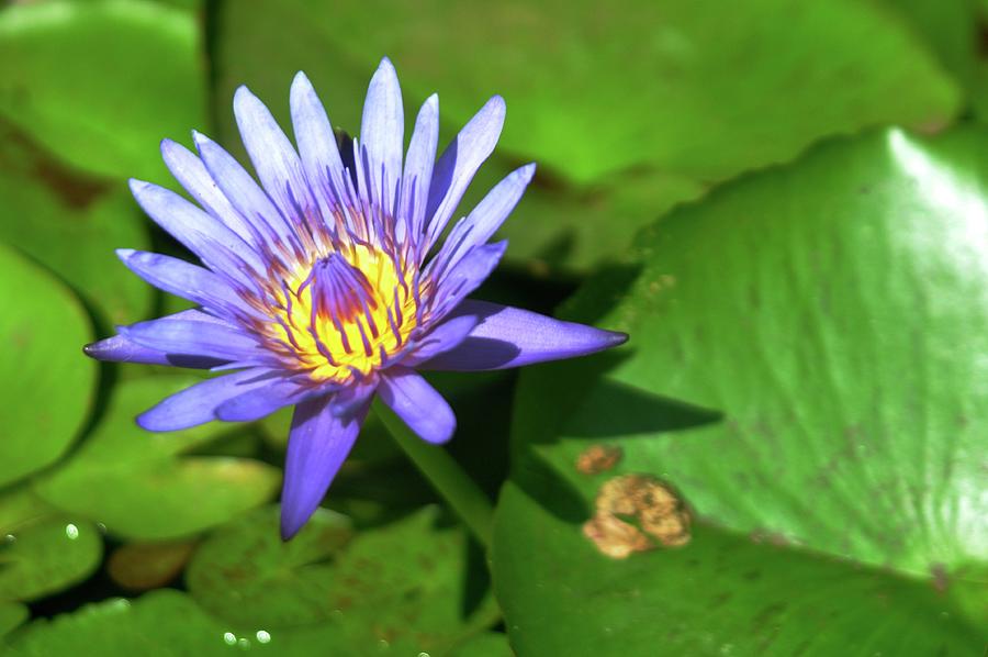 A Blue Flower Photograph by John Hughes - Fine Art America