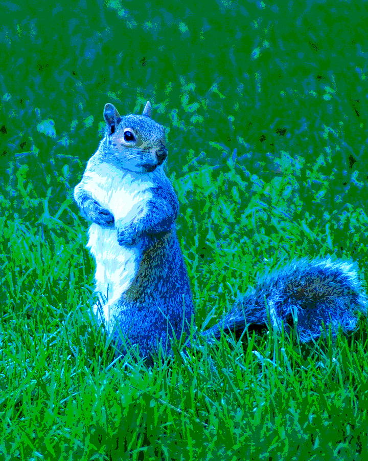 A Blue Squirrel Photograph by Ben Upham III