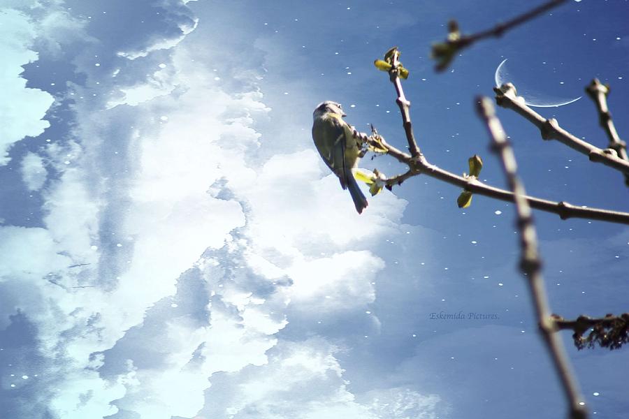 Bird Photograph - A blue tit. by Eskemida Pictures