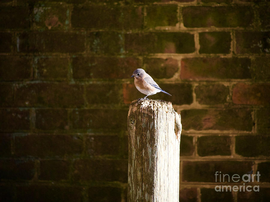 A Bluebird at the Governors Palace Gardens Photograph by Rachel Morrison