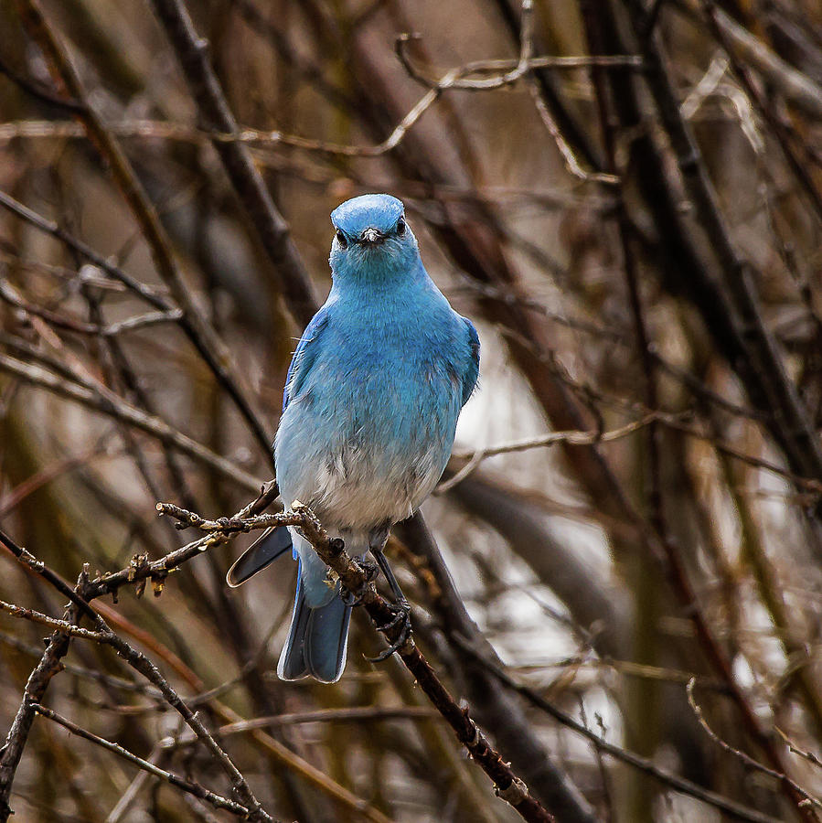 A Bluebird Hello Photograph by Yeates Photography