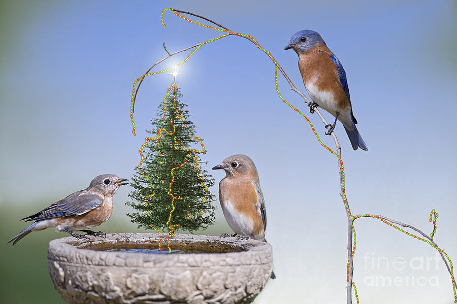 A Bluebird Kind of Christmas Photograph by Bonnie Barry