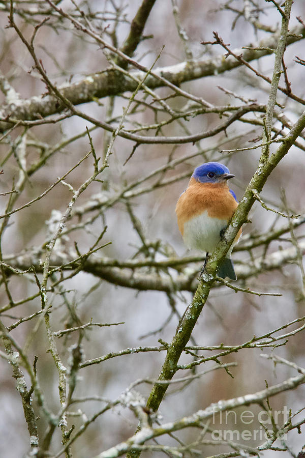 Bluebird Photograph - A Bluebird  by Rachel Morrison
