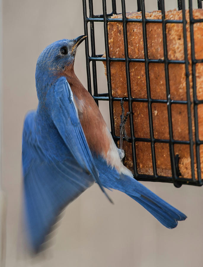 A Bluebirds Meal on the Wing Photograph by Jim Moore