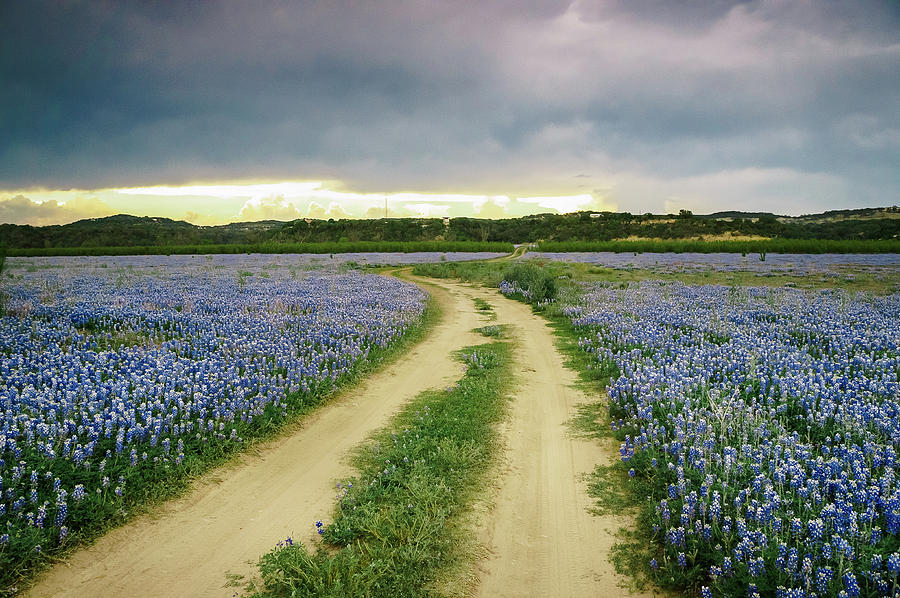 A Bluebonnet Trail under Stormy Sky - Texas Photograph by Ellie Teramoto