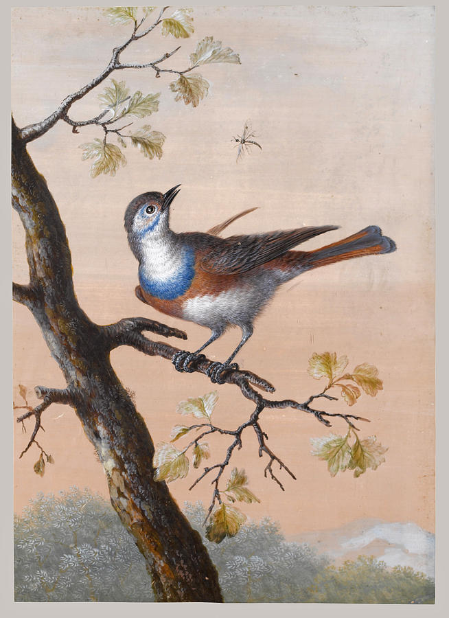 A Bluethroat Drawing by Christoph Ludwig Agricola
