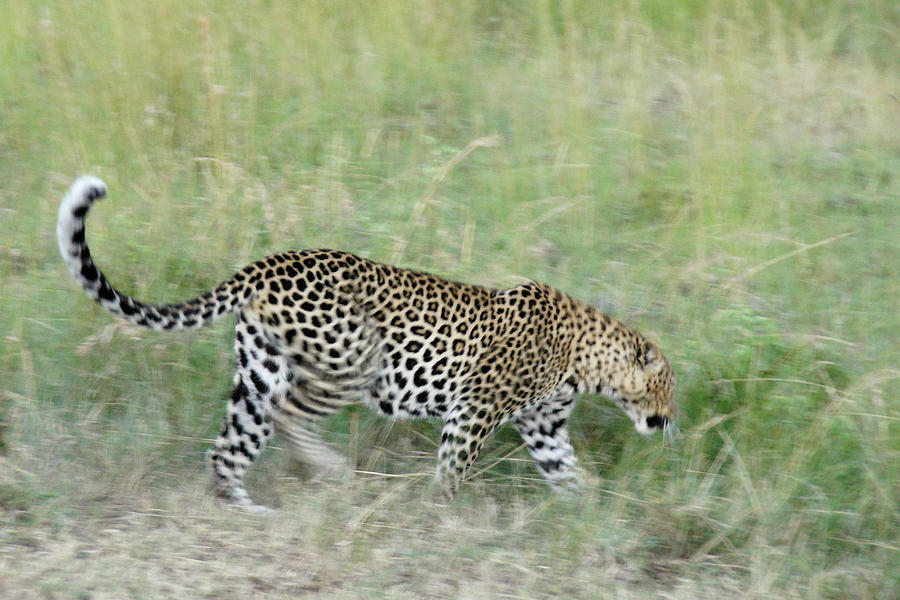 A Blur of Leopard Photograph by Michele Burgess