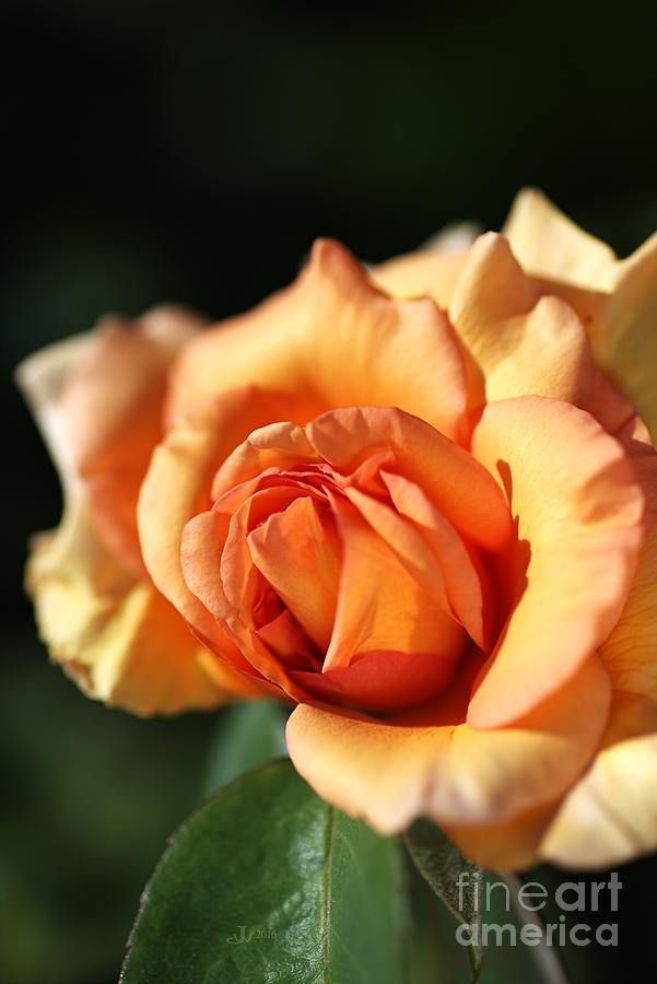 A Blushing Orange Rose Photograph by Joy Watson