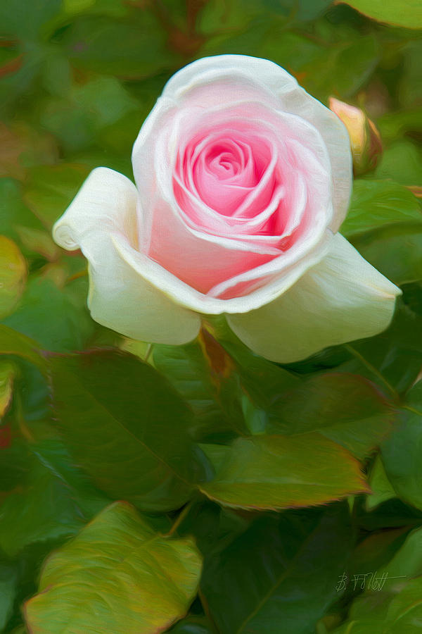 Blushing rose photography