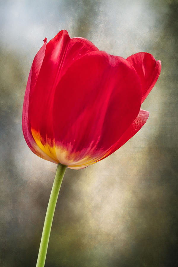 A Bold Red Embrace Photograph by Bill and Linda Tiepelman