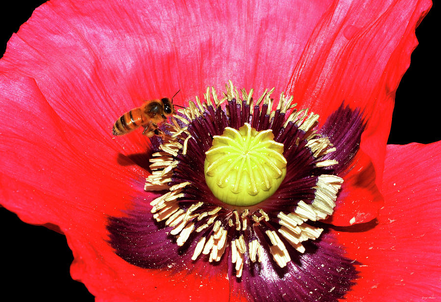 A BOPPY - A Poppy With A Bee 001 Photograph by George Bostian