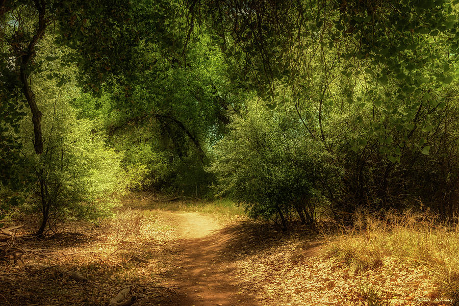 A Bosque Path Photograph by Michael McKenney
