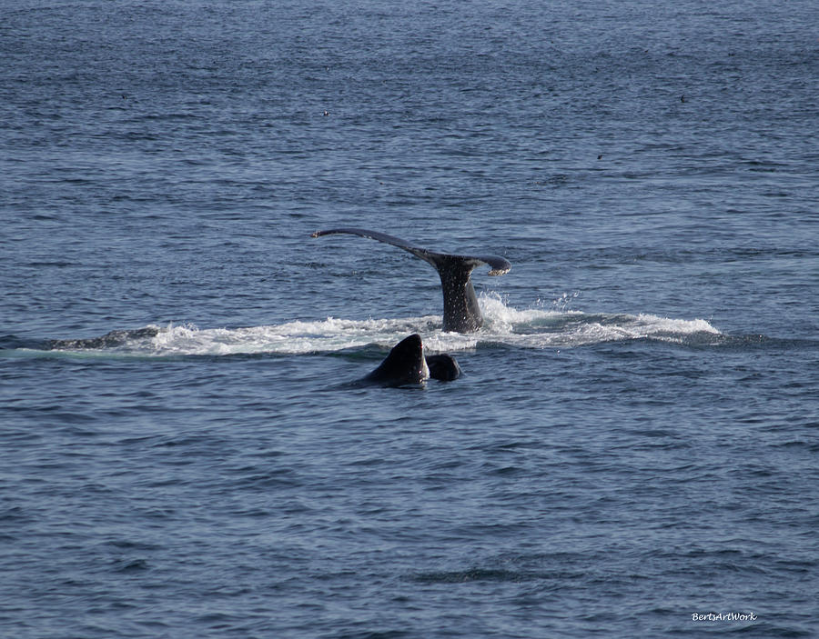 Tails of Whales Photograph by Roberta Byram