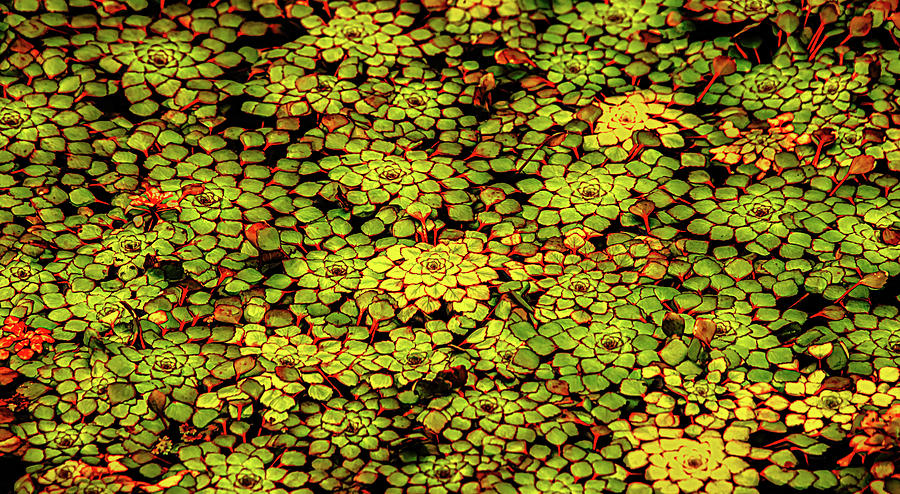 A Botanical Mosaic Photograph by Robert Mitchell