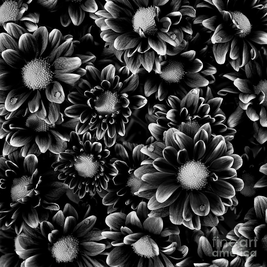 Black And White Photograph - A Bouquet  by Masako Metz