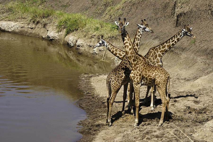 A Bouquet of Giraffes Photograph by Michele Burgess