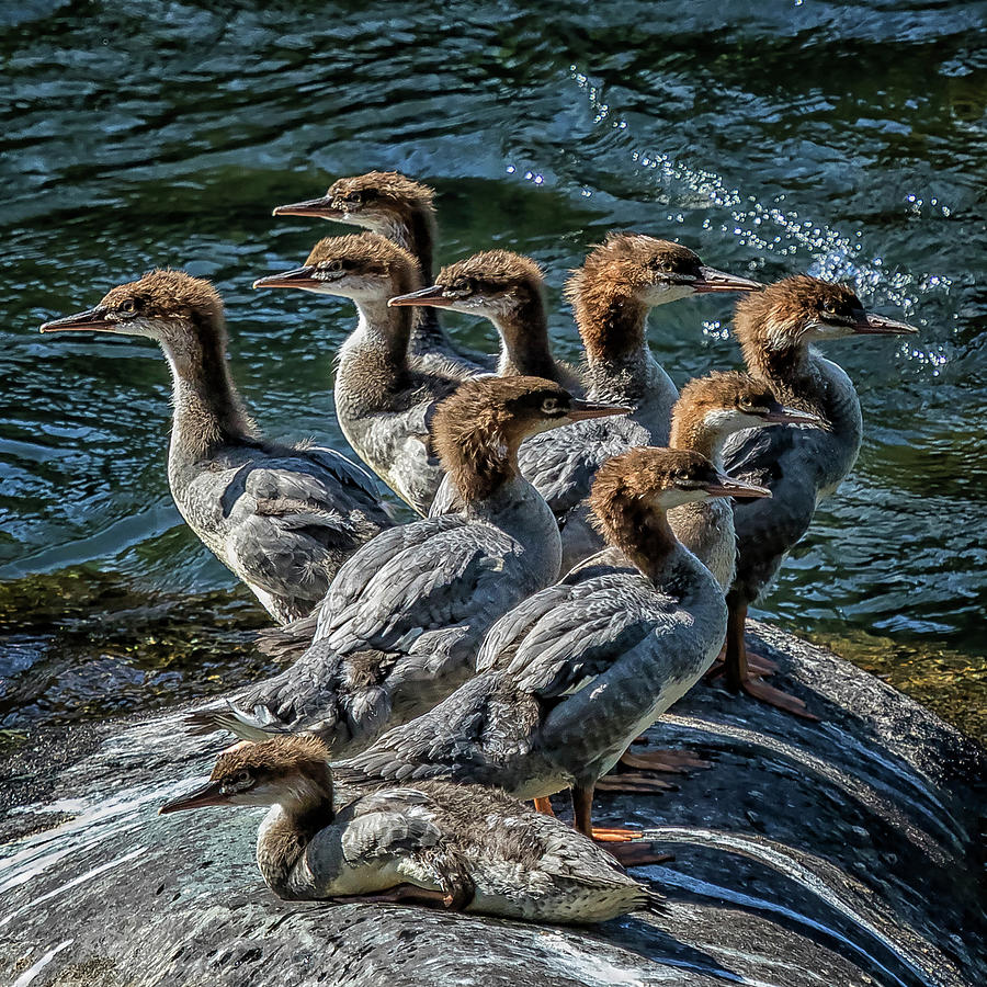 A Bouquet of Mergansers Photograph by Belinda Greb