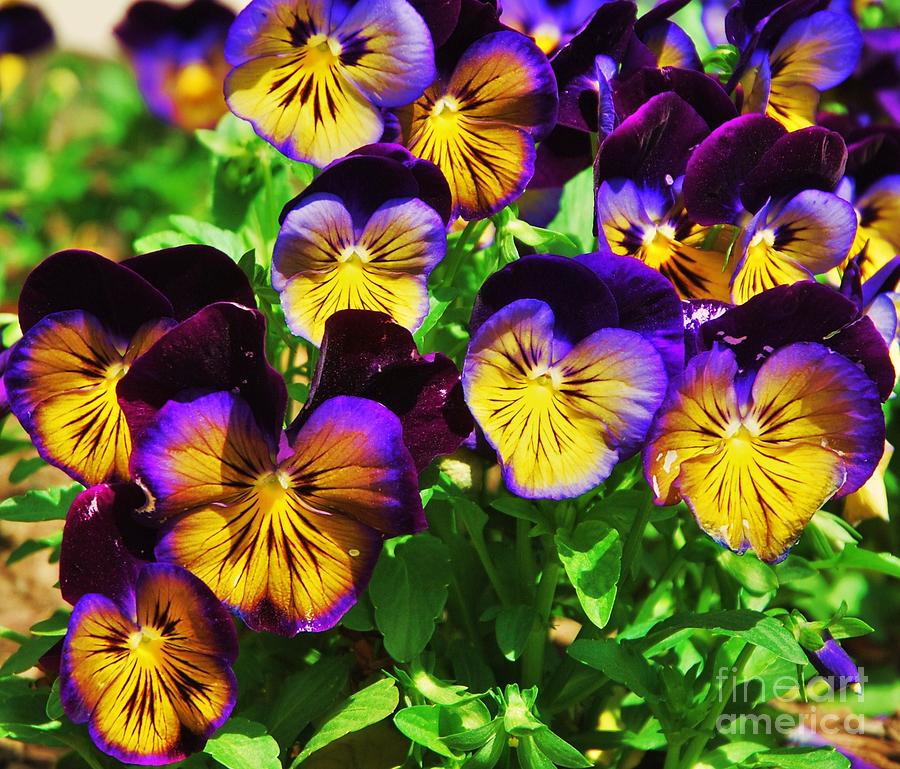 A Bouquet Of Pansies Photograph by Marcus Dagan | Fine Art America