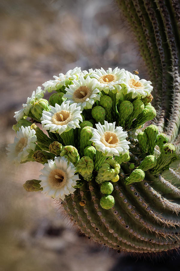 Nature Photograph - A Bouquet Of Saguaro Blossoms by Saija Lehtonen