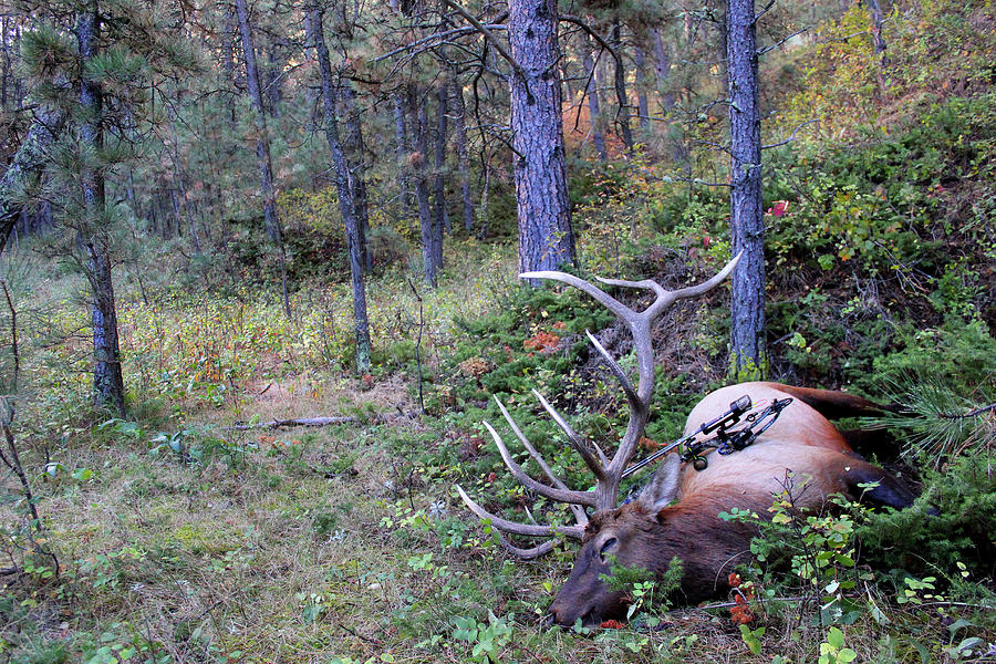 A Bowhunters Harvest Photograph by Brook Burling