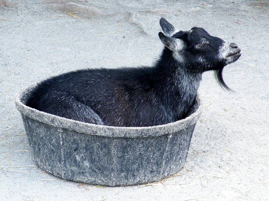 A Bowl of Goat Photograph by Kimmary MacLean