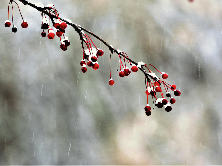 A Branch In Falling Snow Photograph