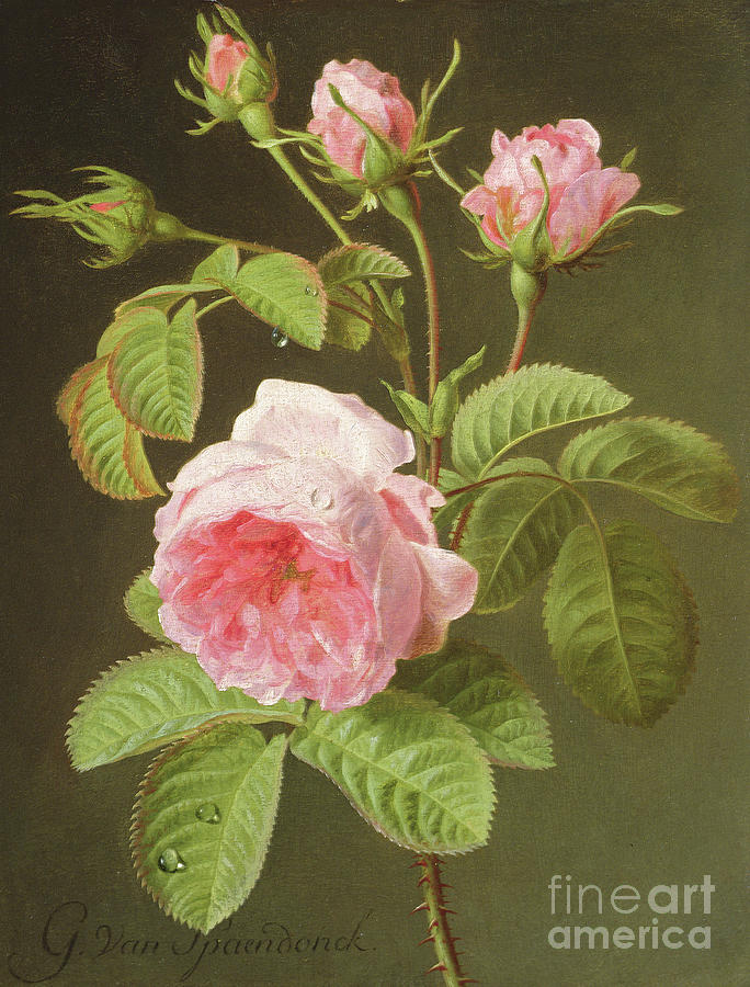 Rose Painting - A Branch of Roses by Cornelis van Spaendonck
