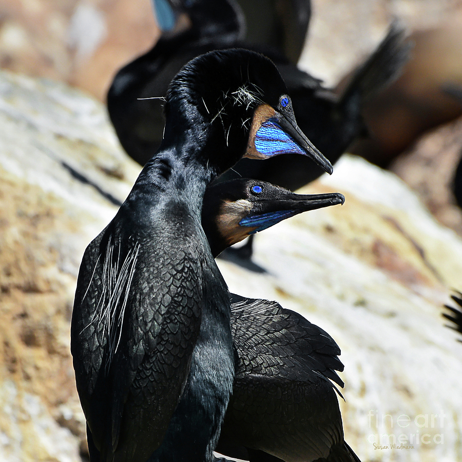 Bird Photograph - A Brandts Cormorant Courtship by Susan Wiedmann