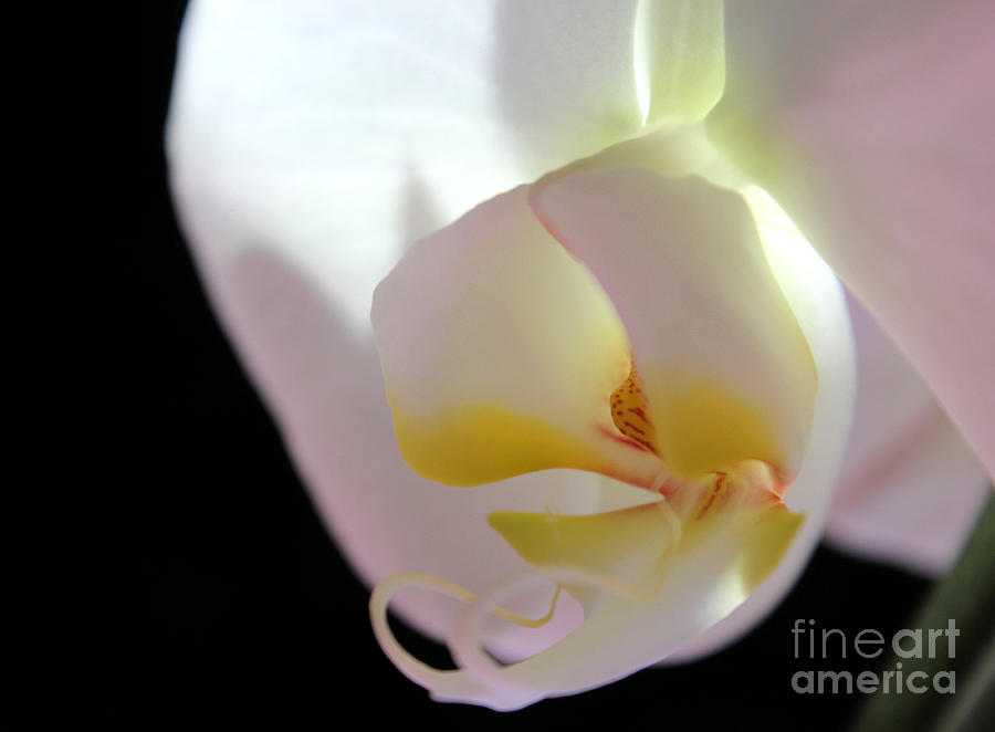 Orchid Photograph - A Bright New Day by Krissy Katsimbras