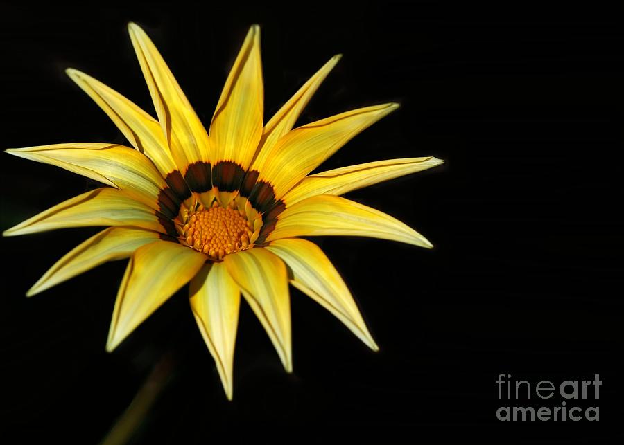 A Bright Yellow Star Photograph by Sabrina L Ryan