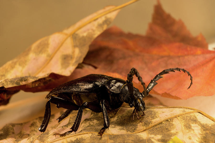 A Broad Necked Beetle Photograph by Douglas Barnett