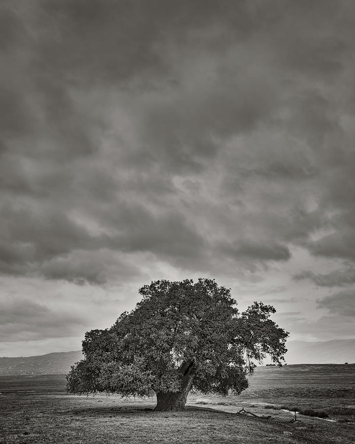 Santa Ysabel Photograph - A Broad Trunk Oak by Joseph Smith Santa Ysabel Photograph - A Broad Trunk Oak by Joseph Smith