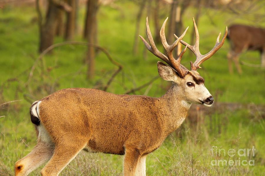 A Broadside View Of A Black-tailed Deer Buck Photograph by Max Allen