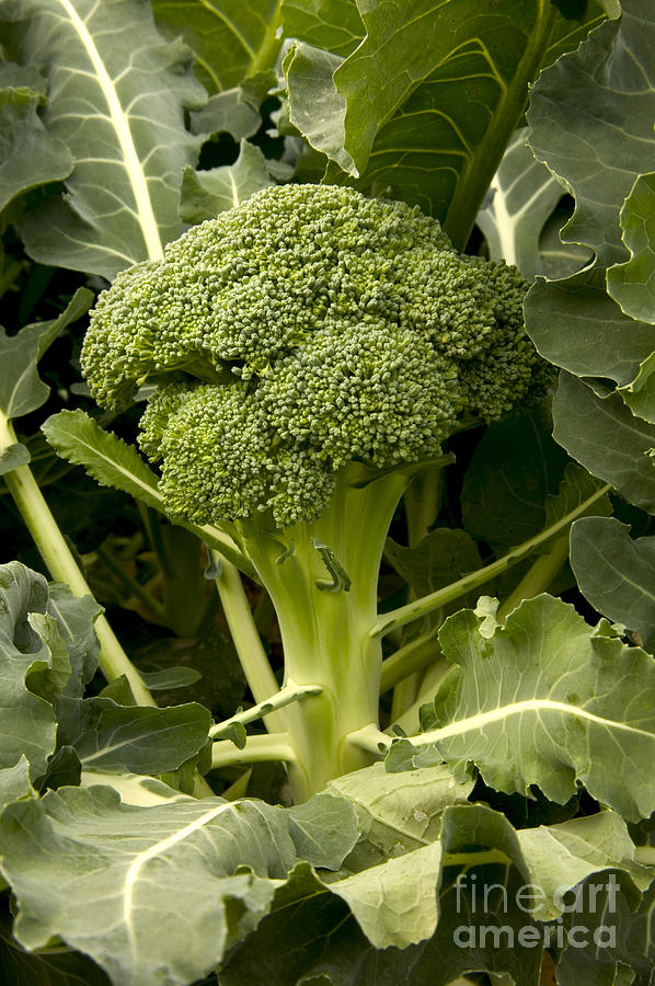 A Broccoli Crown Photograph by Inga Spence
