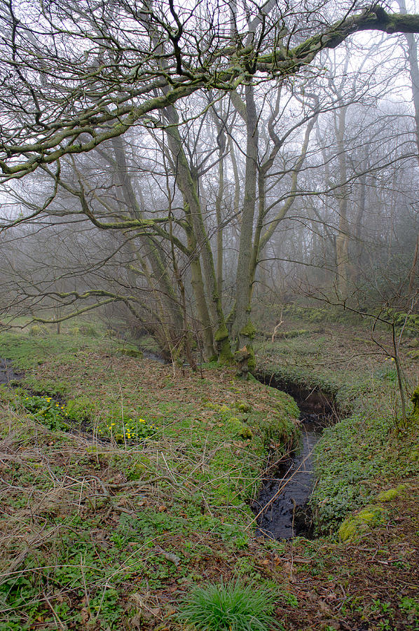 A Brook in the Fog. Photograph by Elena Perelman