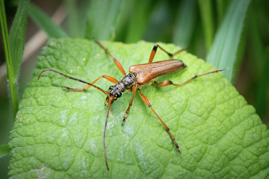A Brown Longhorn Beetle Sitting On A Green Leaf Photograph