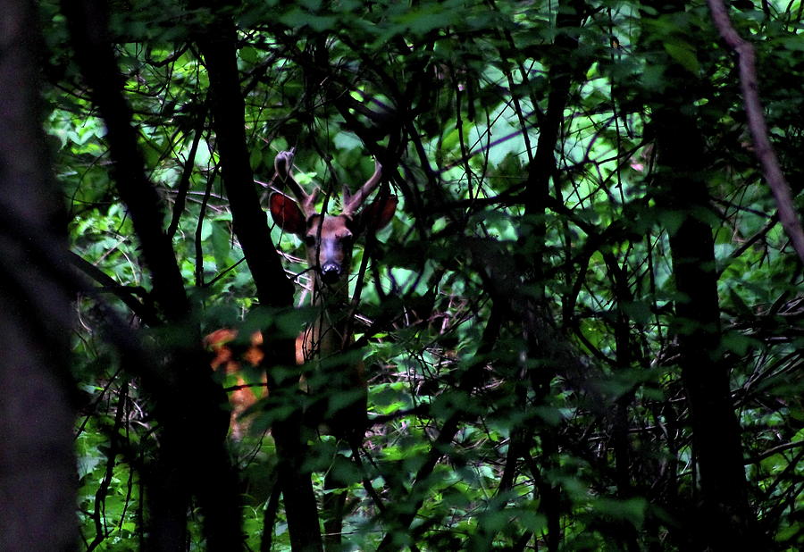 A Buck Peers from the Woods Photograph by Bruce Patrick Smith