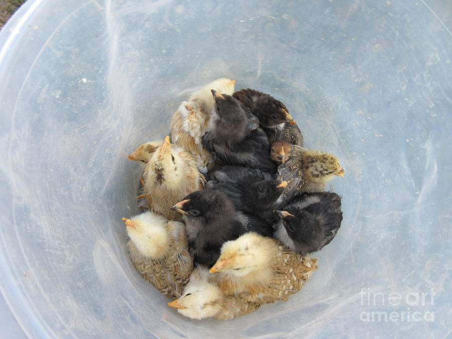 Chicken Photograph - A Bucket Of Chicks by Frederick Holiday