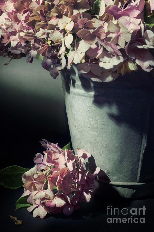 A Bucket of Hydrangeas Photograph by Ann Garrett