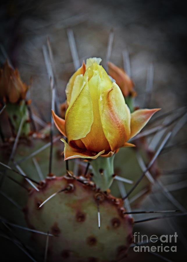 A Bud In The Thorns Photograph by Robert Bales