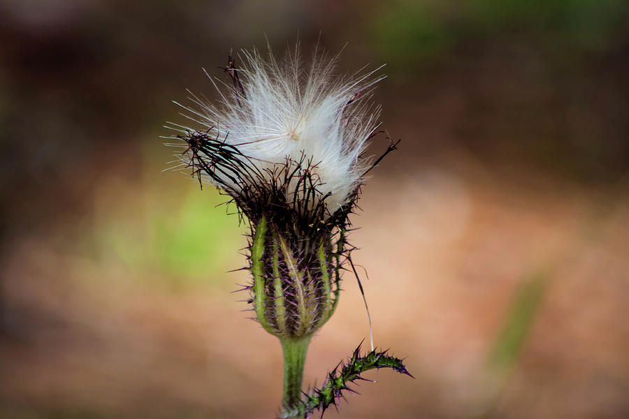 A Bud Of Wishes  Photograph by Debra Forand