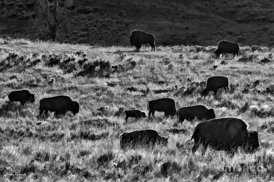 A Buffalo Bison Day Photograph by Blake Richards