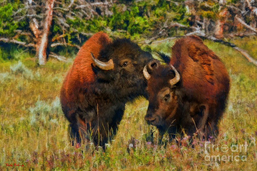 A Buffalo Kiss Photograph by Blake Richards