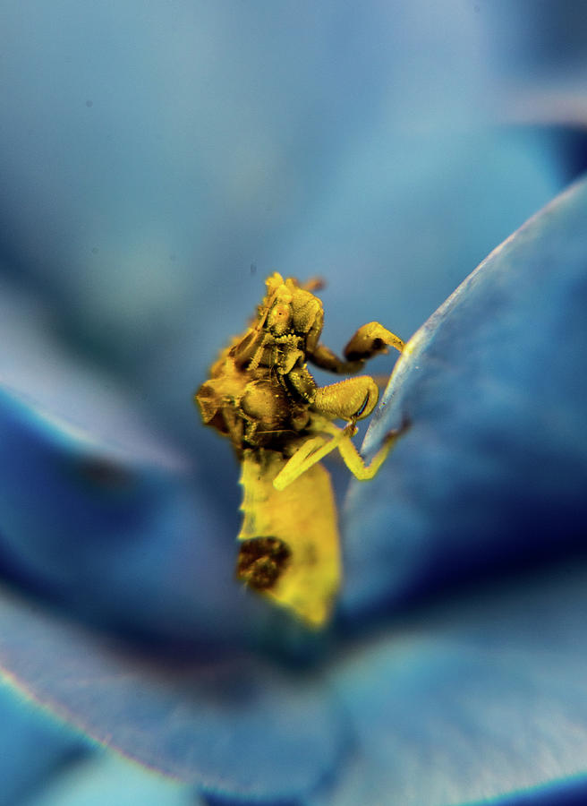 A Bug Eyed Bug on Hydrangea Flower Petal Photograph by Douglas Barnett